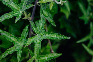 Green ivy leaves with water droplets glistening in natural light, showcasing vibrant textures and intricate details of nature's beauty in a lush environment