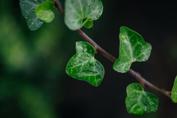 Close-up of vibrant green ivy leaves with water droplets glistening on their surface, showcasing the beauty of nature and the freshness of a rainy day in a lush environment