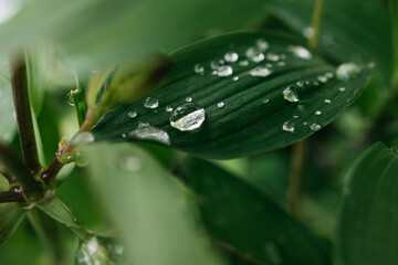 Close-up of green leaf with water droplets, showcasing vibrant textures and natural beauty, highlighting the freshness of nature in a lush environment