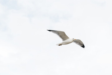 Seagull soaring gracefully through the cloudy sky, showcasing its wingspan and natural beauty, embodying freedom and the essence of wildlife in motion