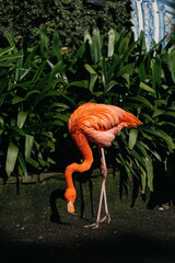 Vibrant orange flamingo gracefully bending down to forage among lush green foliage, showcasing its unique posture and colorful plumage in a natural setting
