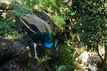 Vibrant peacock with iridescent feathers gracefully walking on rocky terrain surrounded by lush greenery, showcasing the beauty of nature and wildlife in a serene environment