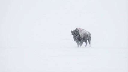 Solitary Bison Braving a Fierce Snowstorm in a Vast, White Winter Landscape.