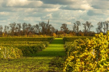 A green space between rows of grape fields on the Taman Peninsula with large cloud shadows on a sunny day in early November