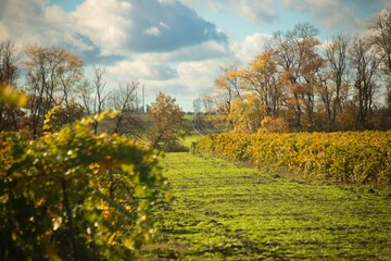 Long shoots of autumn grapevines with green and yellow leaves on a sunny day in late October