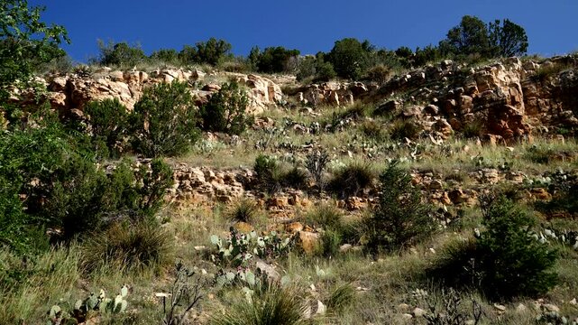 Native cacti and grasses intermingle on a rocky hillside in summer at Villanueva State Park in New Mexico, USA