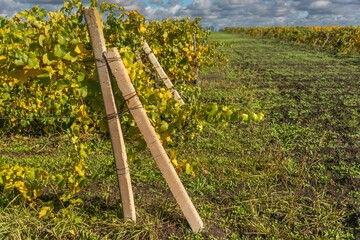 A vineyard trellis stretching with yellowed leaves in the Western Caucasus on a sunny day in late October