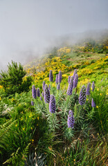 Madeira landscape with Pride of Madeira flowers and blooming Cytisus shrubs and mountains in clouds. Miradouros do Paredao, Madeira island, Portugal