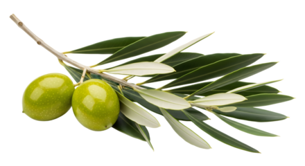 Isolated Olive Branch