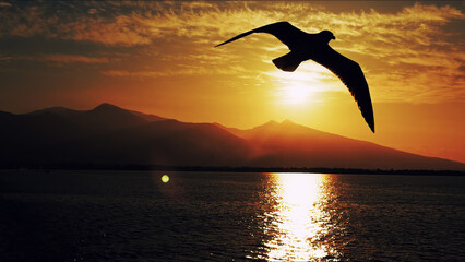 Animal Bird Seagulls Flying in a Sunny Daylight