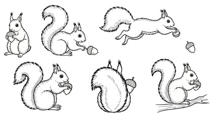 Fototapeta premium Hand-drawn sketch of squirrel with acorn in different poses showing cute wildlife scenes