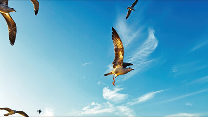 Animal Bird Seagulls Flying in a Sunny Daylight