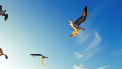 Animal Bird Seagulls Flying in a Sunny Daylight