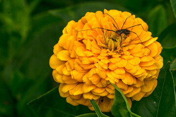 Beautiful yellow zinnia flower with a spider in a city garden.