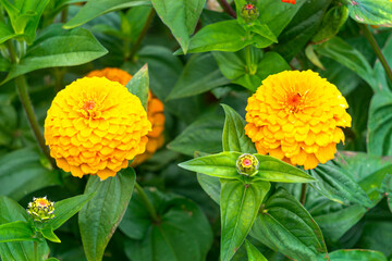 Two beautiful yellow zinnia flowers in a city garden.