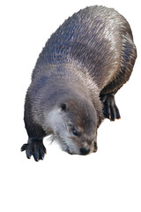 North American River Otter (Lontra canadensis) Isolated on a White Background with Copy Text Space. Aquatic Mammal Element for Wildlife Posters, Educational Illustrations, and Nature-Themed Designs. 