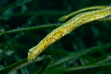 Syngnathus Typhle Pipefish Detail Shot in Mediterranean Sea - Golden Spotted Broadnosed Pipefish in Costa Brava Spain