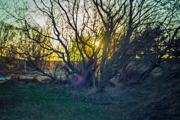 Sunlight shining through bare trees landscape