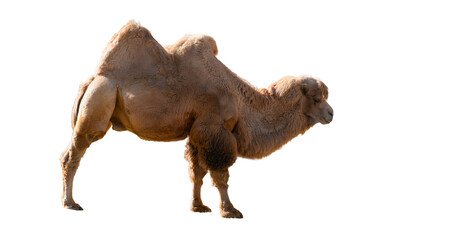 Bactrian Camel (Camelus bactrianus) Isolated on a White Background with Copy Text Space. Desert Mammal Element for Wildlife Posters, Educational Illustrations, and Nature-Themed Designs. PNG File
