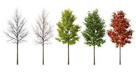 Obraz premium Sequential display of five detailed apple trees—from frosted bare branches to ripe red fruit—on a minimalist high-key studio white background. Concept of seasonal progression
