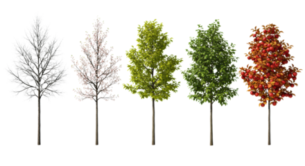 Sequential display of five detailed apple trees—from frosted bare branches to ripe red fruit—on a minimalist high-key studio white background. Concept of seasonal progression