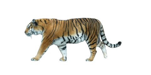 Amur Tiger (Panthera tigris altaica) Isolated on a White Background with Copy Text Space. Majestic Big Cat Element for Wildlife Posters, Educational Illustrations, and Nature-Themed Designs. PNG File