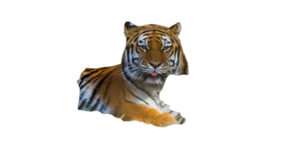 Amur Tiger (Panthera tigris altaica) Isolated on a White Background with Copy Text Space. Majestic Big Cat Element for Wildlife Posters, Educational Illustrations, and Nature-Themed Designs. PNG File