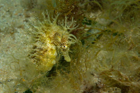 Detailed portrait of the Hippocampus guttulatus (Long-snouted Seahorse), its elaborate, fringed head blending perfectly with the surrounding yellow-green algae