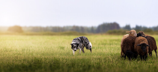Border Collie Herding Sheep in Green Pasture on Farm. Border collie sheepdog with merle coat...