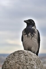 Fototapeta premium Wrona (Corvus corone) siedząca na kamiennym cokole 