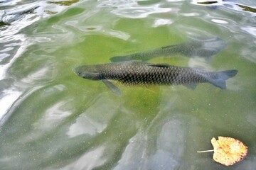 Duże amury (Ctenopharyngodon idella) płynące pod powierzchnią wody w jeziorze jesienią © Lancan