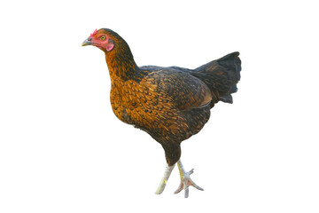 Aseel Chicken (Gallus gallus domesticus) Isolated on a White Background with Copy Text Space. Traditional Poultry Breed Element for Farm Posters, Educational Illustrations, and Livestock-Themed Design