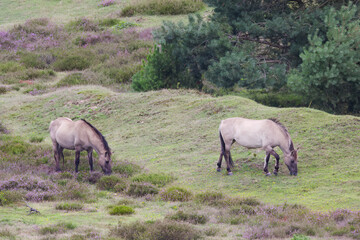 Two Konik horses on a flowering heath, wild Konik horses surrounded by purple flowers, grazing...