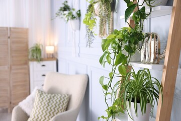 Beautiful room with armchair, shelving unit and different houseplants, closeup
