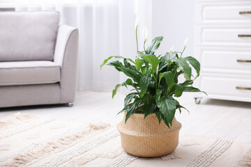 Beautiful spathiphyllum (peace lily) houseplant with flowers on floor at home. Space for text