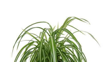 Beautiful spider houseplant with green leaves isolated on white