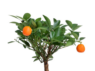 Beautiful calamondin houseplant with fruits isolated on white