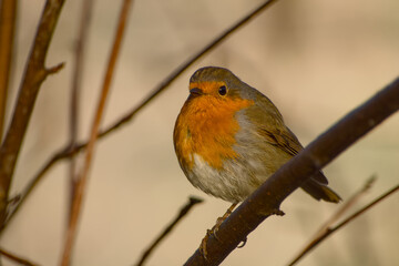 European robin perched on a branch in a close-up portrait with a soft background