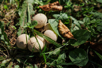 vista macro di esemplari di funghi di Lycoperdon perlatum cresciuti a inizio autunno su un terreno naturale di un bosco di montagna nel nord Italia
