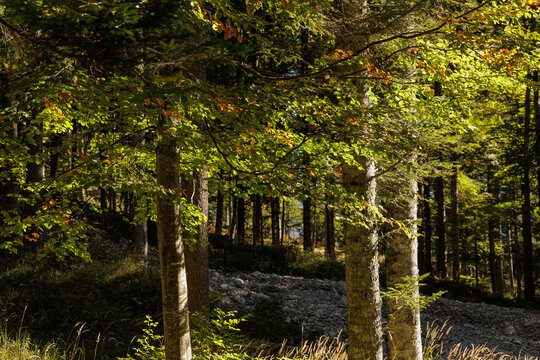 vista dettagliata sugli interni di un fitto bosco di faggi nelle montagne del Friuli Venezia Giulia, in Italia, di giorno, in autunno