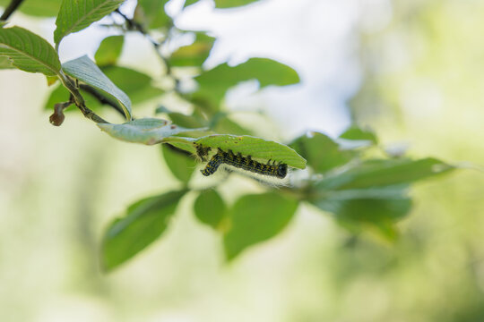 vista macro di un bruco appeso a testa ingi&ugrave; sotto una foglia verde, sui rami di un albero, di giorno, in autunno