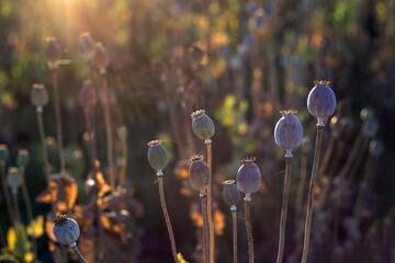 Papaver somniferum - six ripe poppies connected by a spider web in a poppy field in the beautiful backlight of the last rays of the sun