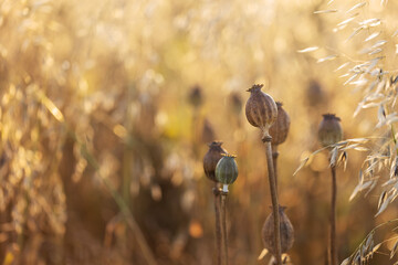 Papaver somniferum - four ripe poppies connected by a spider web in a poppy field in the beautiful...