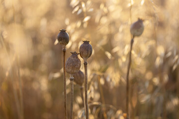 Papaver somniferum - three ripe poppies in a poppy field in the beautiful backlight of the last...