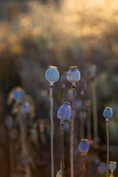 Papaver somniferum - six ripe poppies connected by a spider web in a poppy field in the beautiful backlight of the last rays of the sun
