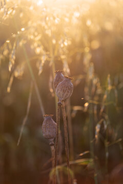Papaver somniferum - three ripe poppies in a poppy field in the beautiful backlight of the last rays of the sun