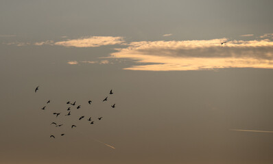 Tauben am Abenhimmel