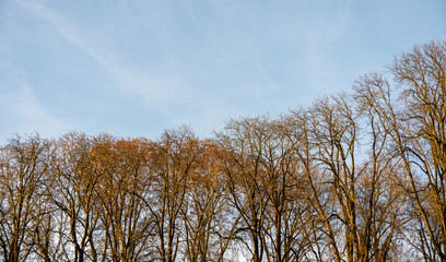 Hoch aufragenden kahle Baumkronen