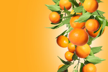 Ripe tangerines on branches with leaves against orange background, space for text