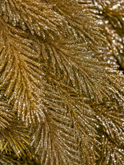 Gold Glitter Christmas Tree Branches Close-Up with Sparkling Festive Holiday Decoration Texture Background. New Year Backgrounds 